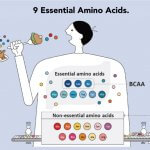 Essential Amino Acids